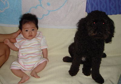 大型犬トイプードル